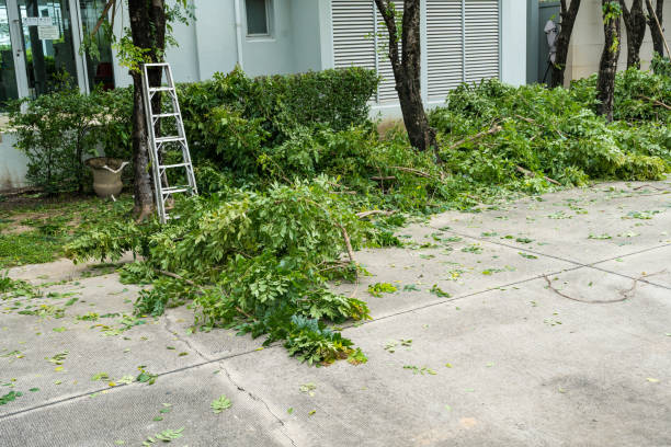 Professional Tree Services in Dale, IN