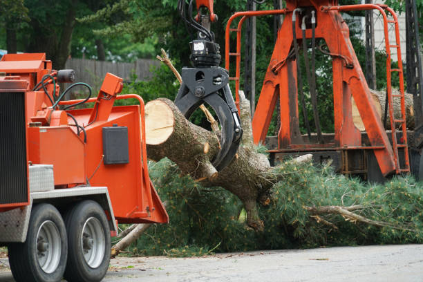 Best Lawn Watering Services  in Dale, IN